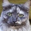 lovecat10